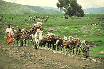 Local people collecting firewood and transporting it back to homes on donkeys, Bale Mountains, Ethiopia