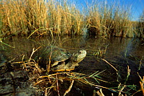 Coahuilan box turtle {Terrapene coahuila} at water's edge, Chihuahuan desert, Mexico