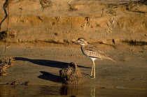 Water dikkop {Burhinus vermiculatus} Chobe river, Namibia