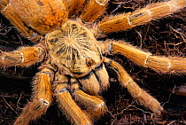Mombassa golden starburst spider {Pterinochilus murinus} captive
