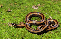Black striped snake {Coniophanes imperialis imperialis} Texas, USA