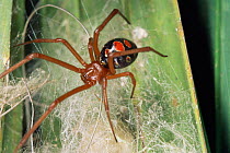 Red-legged widow spider {Latrodectus bishopi} Florida, USA