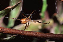 Brown widow spider {Latrodectus geometricus} Florida, USA