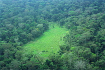 Aerial view of tropical rainforest with bai / natural clearing in forest.