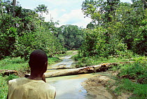 African man watching Forest elephant crossing stream, Dzanga Sangha, CAR