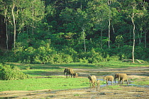 Forest elephants in bai / clearing, Dzanga Sangha, Central African Republic