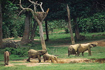 Forest elephants in bai / clearing, Dzanga Sangha, Central African Republic