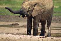 Forest elephant in bai / clearing, Dzanga Sangha, Central African Republic