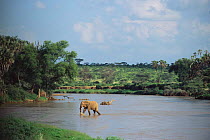African elephant {Loxodonta africana} crossing river, Kenya, East Africa