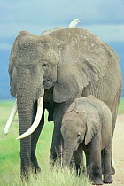 African elephant and calf {Loxodonta africana} Kenya
