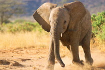 African elephant {Loxodonta africana} juvenile running in dust, Kenya