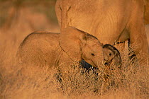 African elephant babies {Loxodonta africana} Kenya