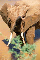 African elephant in water {Loxodonta africana} Kenya - trunk towards photographer