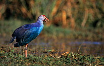 Purple swamphen {Porphyrio porphyrio} calling, Keoladeo Ghana / Bharatpur NP, Rajasthan, India