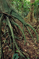 Aerial buttress roots of Nandai tree {Myristica fatua} Espiritu Santo, Vauatu Is, South Pacific