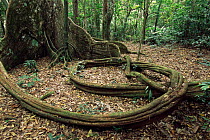 Roots of Nakatambol tree {Dracontomelon vitiense} Espiritu Santo, Vanuatu Is, 2003