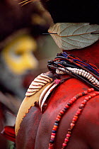 Hornbill beak as jewellery, Huli people, Papua New Guinea, 2001