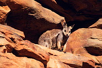 Black footed rock wallaby {Petrogale lateralis} Alice Springs, NT, Australia.