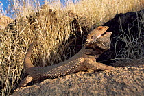 Inland bearded dragon {Pogona vitticeps} displaying, Australia