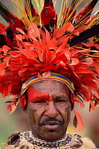 Feathered head-dress of warrior, Wahgi valley people, Mt Hagen, Papua New Guinea, 2001