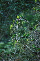 Flock of Green parakeets in tree {Aratinga holochlora} San Luis Potosi, Mexico