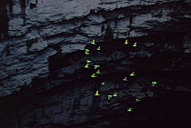 Flock of Green parakeets in flight {Aratinga holochlora} San Luis Potosi, Mexico