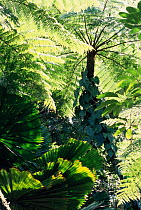 Tree ferns + Fan palms in tropical forest, Daintree NP, Queensland, Australia.