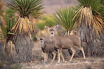 Mule deer with young {Odocoileus hemionus} Chihuaha desert, Mexico