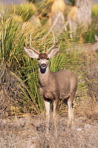 Mule deer stag {Odocoileus hemionus} Chihuaha desert, Mexico
