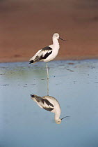 American avocet reflected in water {Recurvirostra americana} Mexico