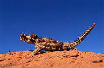 Thorny devil {Moloch horridus} Australia.