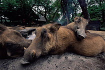 Warthogs resting near camp fire {Phacochoerus aethiopicus} South Africa