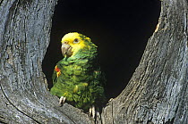 Yellow headed amazon parrot (Amazona oratrix) on tree, Tamaulipas, Mexico, endangered species