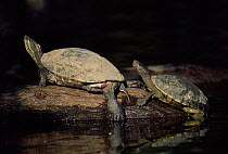 Basking turtles / Sliders {Pseudemys / Trachemys sp} MexicO