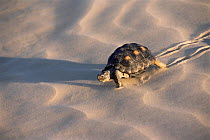 Texas tortoise crossing sand {Gopherus berlandieri} Tamaulipas, Mexico