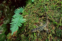 Spiny lizard on moss {Sceloporus sp} El Cielo reserve, Tamaulipas, Mexico