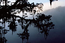 Silhouette of Pine tree and Spanish moss in fog, El Cielo biosphere reserve, Mexico