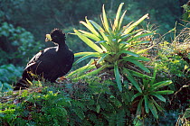 Male Great curassow {Crax rubra} in forest tree with bromeliads, El Cielo reserve, Tamaulipas, Mexico