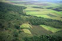 Aerial view of Sugar cane fields, San Luis Potosi, Mexico