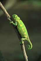 Chameleon, Awash NP, Ethiopia