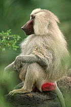 Hamadryas baboon with burrs in coat {Papio hamadryas} Awash NP, Ethiopia