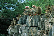 Hamadryas baboon group {Papio hamadryas} sitting on rock face, Awash NP, Ethiopia