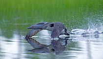 Red-throated diver {Gavia stellata} adult taking off from breeding pond, Finland.