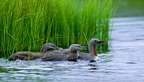Red-throated diver {Gavia stellata} with young, Finland.