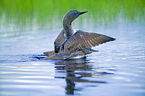 Red-throated diver {Gavia stellata} protecting young, Finland.