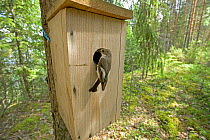Pied flycatcher {Ficedula hypoleuca} at nest box, Finland.