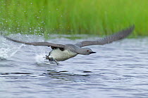 Red-throated diver taking off {Gavia stellata}, Finland.