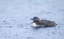 Red-throated diver chick on water in rain {Gavia stellata}, Finland.