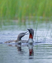 Red-throated diver chick begging adult for food {Gavia stellata}, Finland.