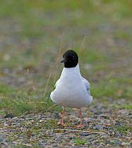 Little gull {Hydrocoloeus minutus} adult in breeding plumage, Finland.